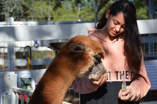 A young woman in a pink hoodie feeds an alpaca at a farm, smiling as she interacts with the animal.
