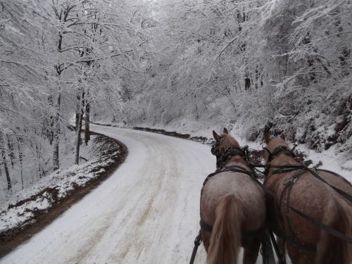 Two horses pull a sleigh along a snowy, winding road surrounded by frosted trees.