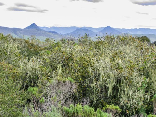 Lush green vegetation with moss hanging, set against a backdrop of distant mountains under a cloudy sky.
