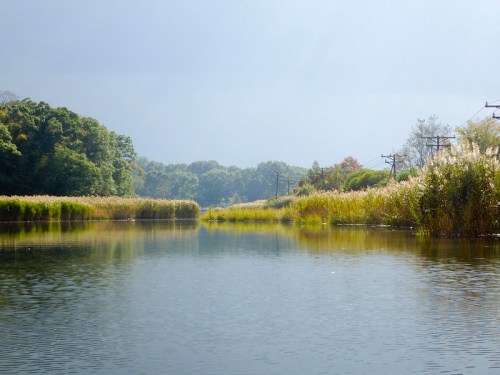 A serene river scene surrounded by lush greenery and tall grasses under a cloudy sky.