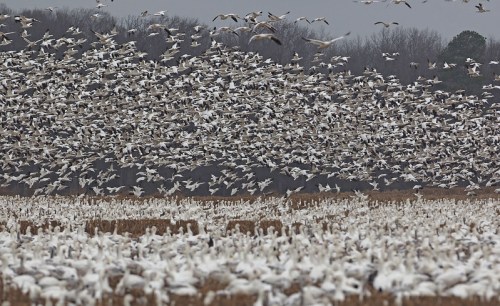 A large flock of white birds takes flight over a field, with many more birds resting on the ground below.