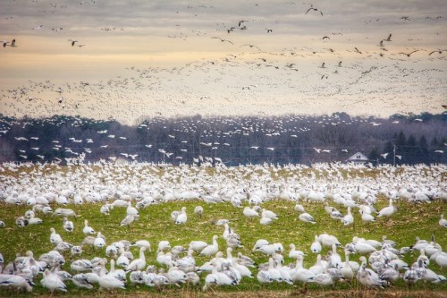 A vast field filled with white birds, with many flying overhead against a cloudy sky.