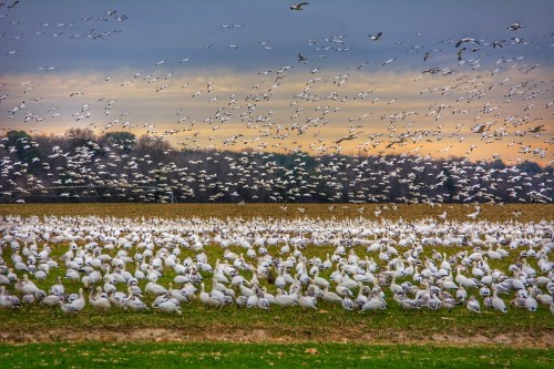 A large flock of snow geese gathers in a field, with many more flying overhead against a cloudy sunset sky.