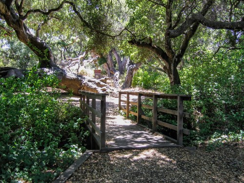 A wooden bridge leads through lush greenery and trees in a serene natural setting.