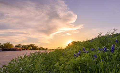 A sunset over a road, with vibrant bluebonnet flowers in the foreground and wispy clouds in the sky.