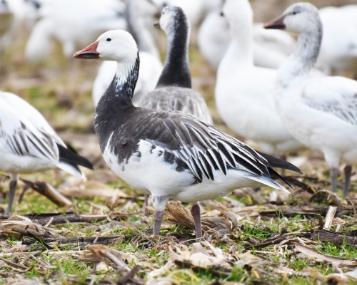 A group of snow geese in a field, featuring one with a mix of white and gray feathers standing prominently.