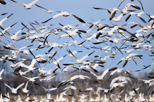 A large flock of white birds in flight against a blue sky, creating a dynamic and lively scene.