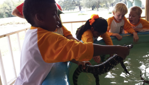 A group of children observe as a boy holds an alligator in a shallow pool during an educational activity.