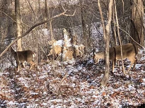 Two deer foraging in a snowy forest, surrounded by trees and fallen leaves.
