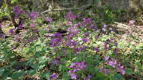 A vibrant patch of purple wildflowers blooming in a wooded area, surrounded by greenery and fallen logs.