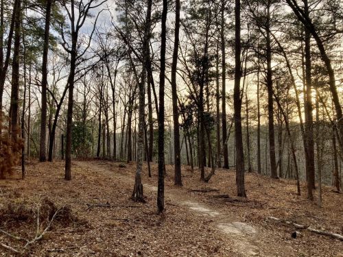 A serene forest scene with tall trees, a dirt path, and a soft sunset glow in the background.