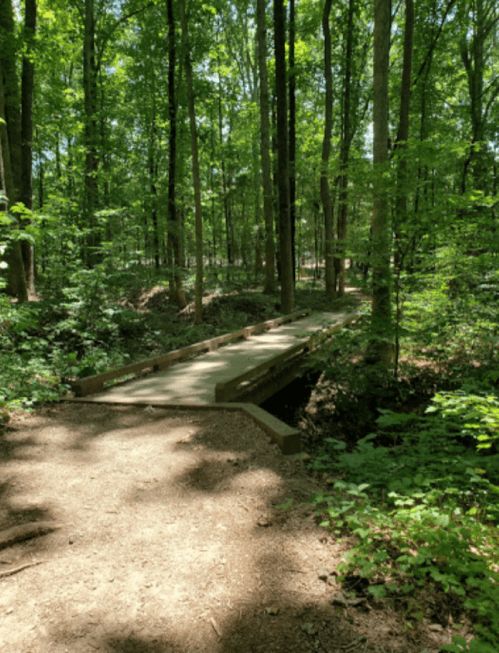 A wooden bridge spans a small creek in a lush green forest, surrounded by trees and sunlight filtering through the leaves.