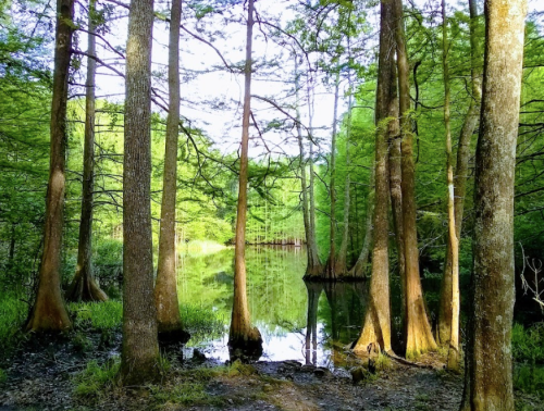 A serene forest scene with tall trees reflecting in a calm pond surrounded by lush greenery.