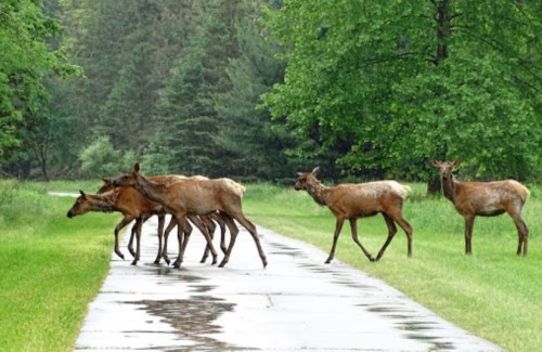 A group of elk crossing a wet pathway surrounded by lush green trees and grass.