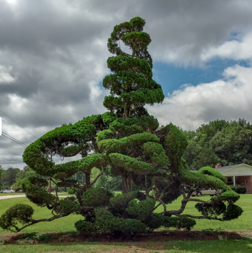 A uniquely shaped, lush green tree with twisting branches against a cloudy sky and grassy landscape.