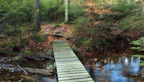 A wooden bridge crosses a small stream in a lush, green forest with fallen leaves scattered on the ground.