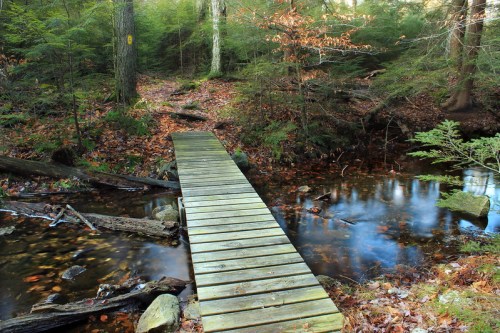 A wooden bridge spans a calm stream, surrounded by lush green trees and fallen leaves in a serene forest setting.