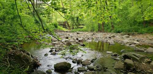 A serene stream flows through a lush green forest, with rocks scattered along the water's edge.