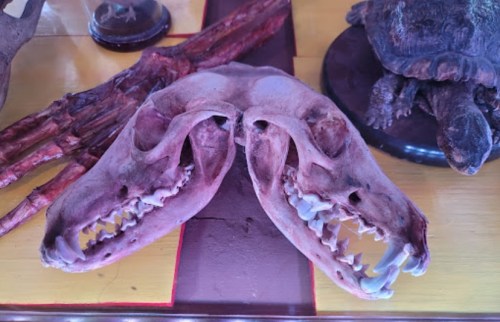 A close-up of a two-headed animal skull displayed on a table, surrounded by other animal specimens.
