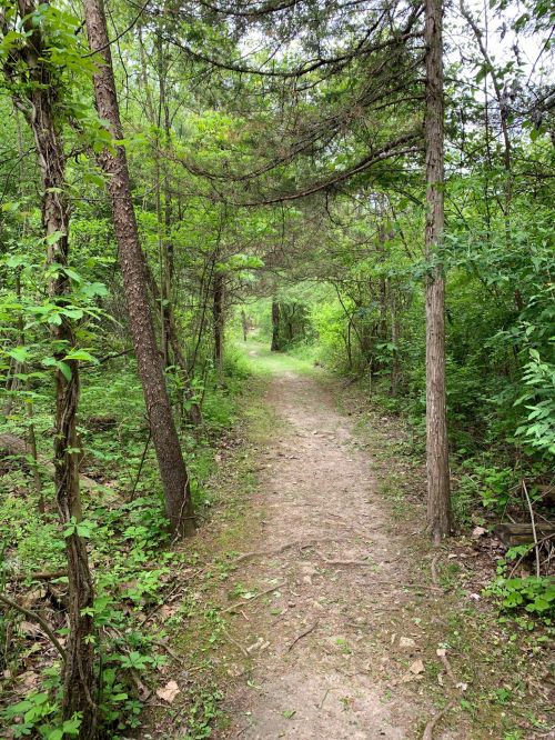 A narrow dirt path winding through a lush green forest with trees and foliage on either side.