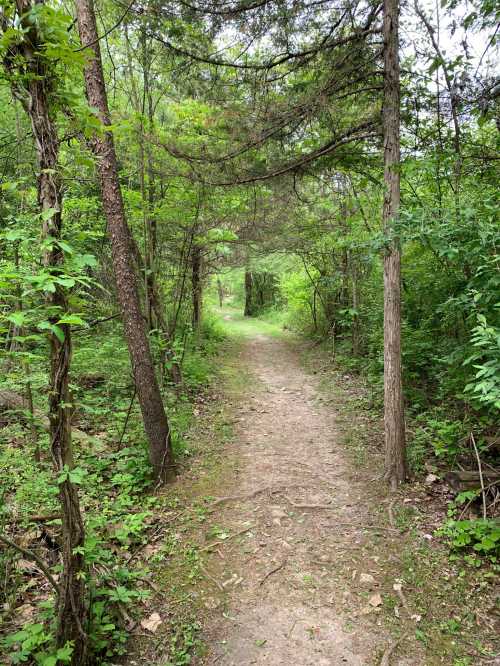 A narrow dirt path winding through a lush green forest with trees and foliage on either side.