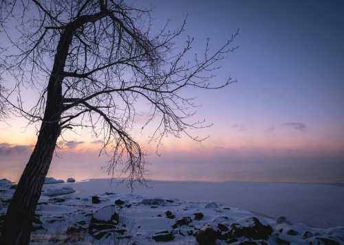 A bare tree stands by a frozen lake at sunset, with soft pastel colors in the sky and snow-covered rocks in the foreground.