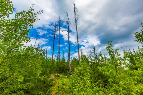 Tall, bare trees rise above lush green foliage under a partly cloudy blue sky.