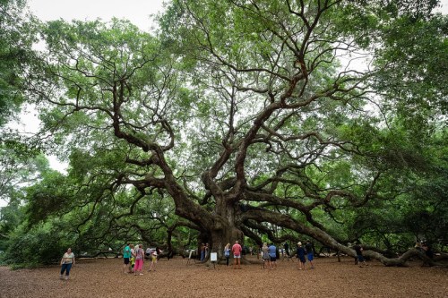 A large, sprawling tree with thick branches and lush green leaves, surrounded by people exploring its base.