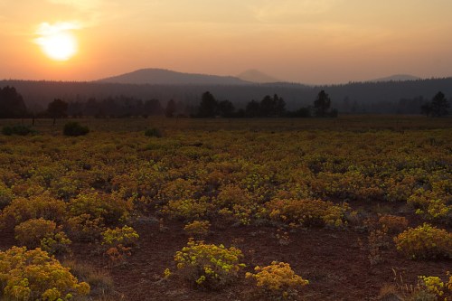 A sunset over a field of yellow flowers, with mountains and trees in the background, creating a serene landscape.