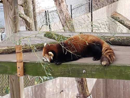 A red panda lounging on a wooden platform, surrounded by bamboo leaves and branches.