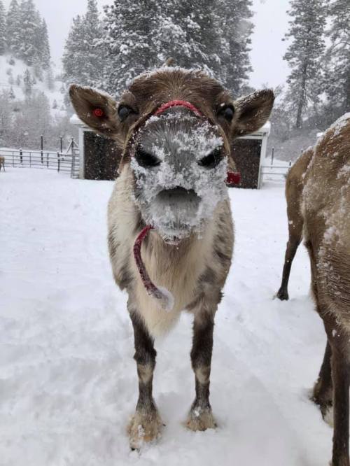 A snowy scene featuring a cow with a frosty nose, surrounded by snow-covered trees and another cow in the background.