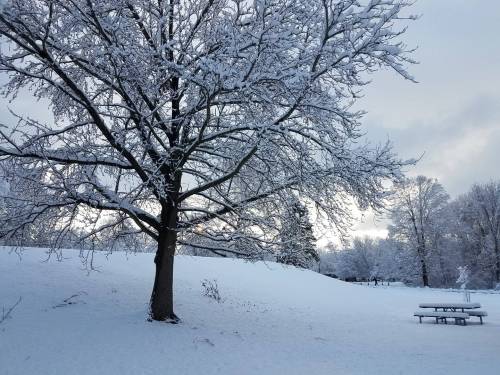 A snowy landscape featuring a large tree and a picnic table in a serene winter setting.