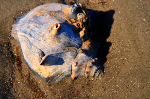 A large, textured seashell resting on sandy beach, showcasing shades of blue and beige.