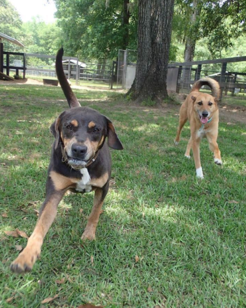Two dogs running playfully on green grass, surrounded by trees and a fenced area in the background.