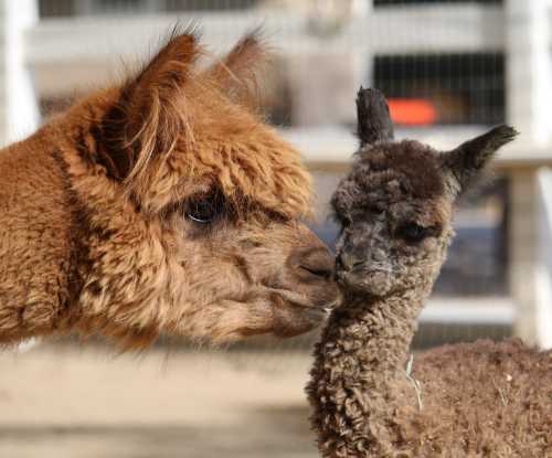 A close-up of a brown alpaca nuzzling a gray baby alpaca in a farm setting.