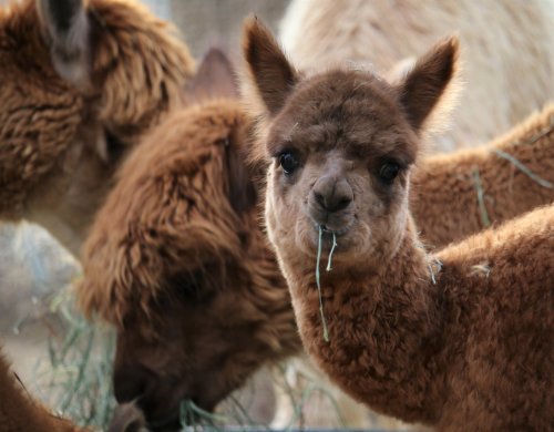 A close-up of a young alpaca with brown fur, chewing on hay, surrounded by other alpacas in the background.