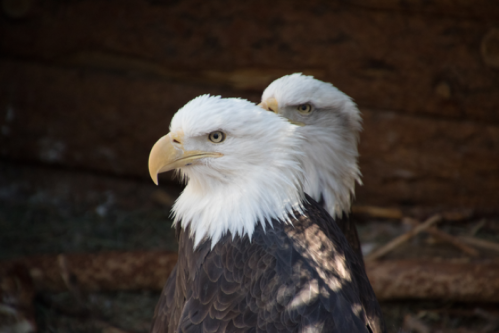 Two bald eagles with striking white heads and dark bodies, standing closely together against a natural background.