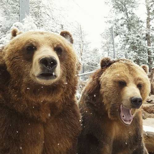 Two brown bears in a snowy forest, one looking directly at the camera while the other yawns.
