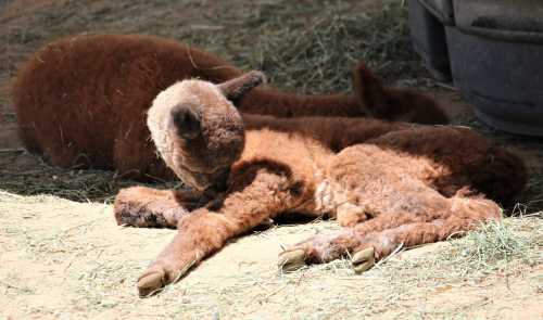 Two brown alpaca cria resting on the ground, with one lying down and the other partially hidden in the background.