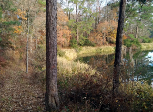 A serene forest scene with tall trees, autumn foliage, and a calm pond reflecting the surrounding nature.