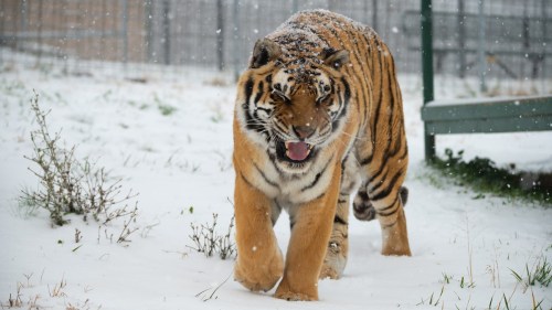 A tiger walks through a snowy landscape, its fur dusted with snowflakes, showcasing its powerful presence.