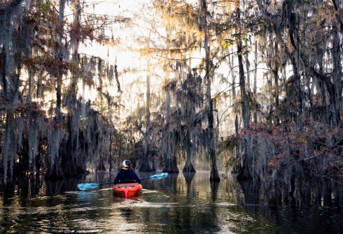 A person in a kayak paddles through a misty, moss-draped swamp surrounded by tall trees.