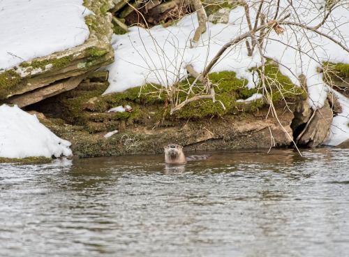 An otter emerges from the water near a snowy riverbank, surrounded by rocks and sparse vegetation.