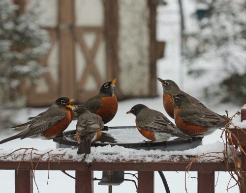 A group of robins gathered around a birdbath in a snowy setting, with some birds drinking and others vocalizing.