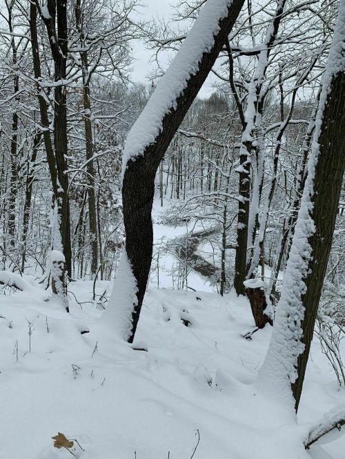 A snowy forest scene with trees covered in snow, overlooking a winding river in the distance.