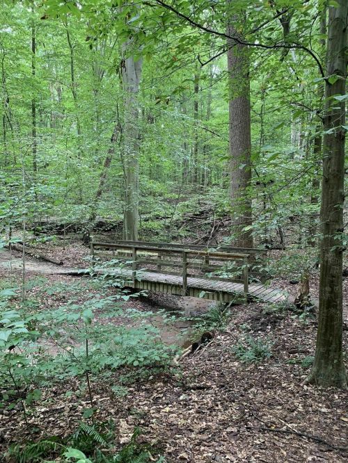 A wooden bridge crosses a small stream in a lush, green forest with tall trees and dense foliage.