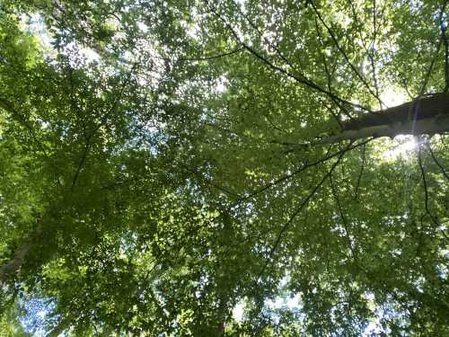 Looking up at a lush canopy of green leaves with sunlight filtering through the branches.