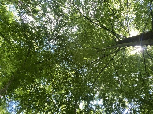 Looking up at a lush canopy of green leaves with sunlight filtering through the branches.