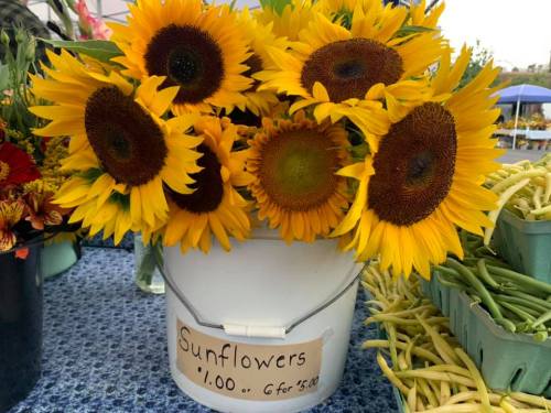 A bucket of vibrant sunflowers with a sign pricing them at $1.00 each or 6 for $5.00, displayed at a market.