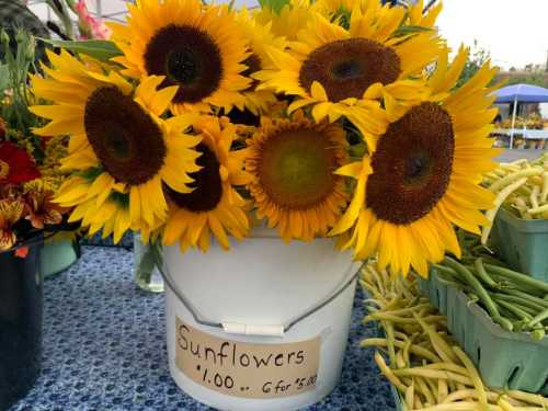 A bucket of vibrant sunflowers with a sign pricing them at $1.00 each or 6 for $5.00, displayed at a market.